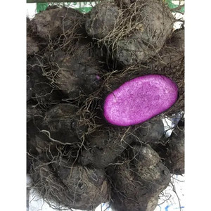 NUEVO CULTIVO VEGETAL CONGELADO IQF CONGELADO YAM MORADO UBE - Product Image 4