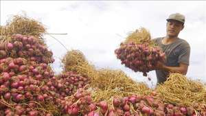 Assaisonnement en vrac d'épices hachées d'oignon violet lyophilisé naturel bonne qualité prix raisonnable exportation Vietnam - Product Image 2