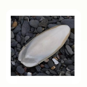 Hueso de Sepia Seco Blanco Natural para Loros y Aves |   Proveedor Mayorista de Vietnam |   OEM y Marca Privada [Liam +84 865 912 655 - Product Image 4