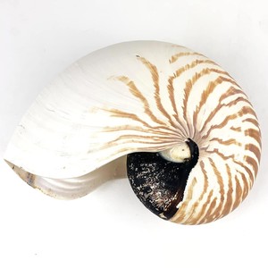 Coquilles de nautilus naturelles pour la décoration et l'artisanat, bon prix, coquilles de haute qualité, coquillages marins. - Product Image 1