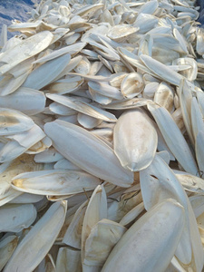 <b>CHEAP</b> Dried Cuttlefish Bone Natural White Oval Shape For Bird Feeding And Craft Use - Product Image 4