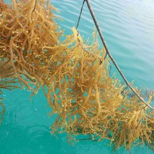 Algues séchées assaisonnées de sargasses Spinuligerum conservées avec l'emballage de sac de Laver de variété de sel Contact/ SHYN - Product Image 5