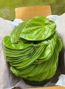 แพ็คคำจัดเลี้ยงใบ Paan แบบสดพรีเมี่ยมใช้สำหรับกิจกรรมขนาดใหญ่และจัดเลี้ยงโดยซัพพลายเออร์ในราคาที่ดีที่สุด - Product Image 3