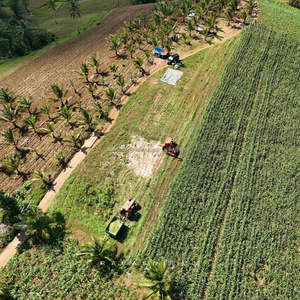 Proveedor de Silaje de Maíz KMI de Vietnam - Alimento de Alta Nutrición para Caballos y Ganado - Product Image 4
