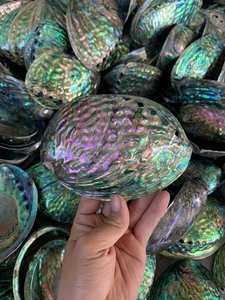 Natural Vietnam abalone shells for <b>furniture</b> inlay decorative home <b>accessories</b> high gloss polished iridescent sea shell surface - Product Image 4