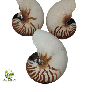 Concha Marina Espiral Natural Decorativa para Decoración del Hogar Costero, Bodas en la Playa, Acuarios y Exhibición de Artesanías Marinas - Product Image 1