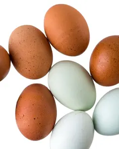 Galinha ovos castanho frescos e ovos brancos galinha em massa atacados preços em estoque