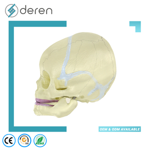 Modelo de Cráneo Infantil DRS1041, Modelo Anatómico de Cráneo de Bebé para Educación y Estudio Médico - Product Image 5