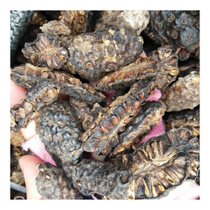 Materia Prima de Noni Seco para Fabricantes de Bebidas Herbales y Líneas de Producción de Alimentos Funcionales - Product Image 1