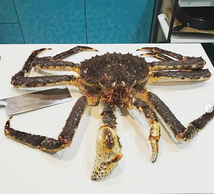 Crabes royaux rouges congelés frais de haute qualité, entiers, provenant de Norvège, pour usage en restaurant, conditionnés en caisses isothermes, viande de crabe à vendre - Product Image 3