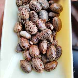 Des graines de ricin agricoles efficaces pour le contrôle des taupes - Product Image 3