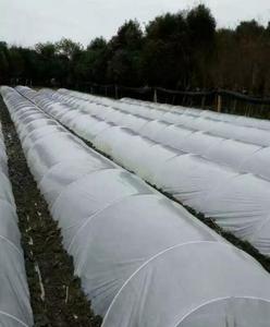 High Tensile UV Resistance Pultruded FRP Fiberglass for Grape Trellis Small Greenhouse Shed - Product Image 5