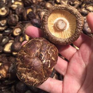 Cogollos de shiitake secos seleccionados a mano para distribuidores mayoristas y paquetes minoristas de Vietnam - Product Image 1