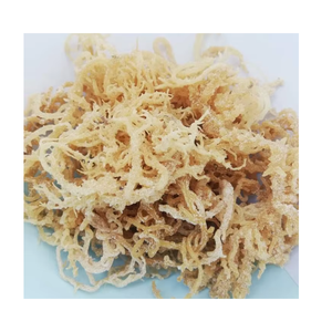 Alga Cottonii Seca de Grado Premium, Ingrediente Alimenticio Natural, Producto Marino para Exportación a Granel y Distribución - Product Image 1