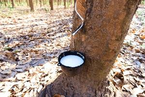 Proveedor de látex de caucho natural blanco a granel, calidad premium, alta viscosidad para uso industrial y médico, exportación. - Product Image 6