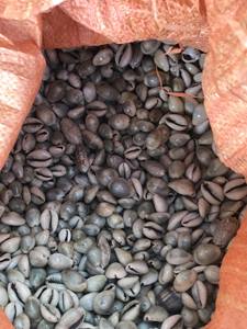 High Quality Cowrie Shell for Decoration and Craft Materials with Export Supply and Wholesale Orders - Product Image 4