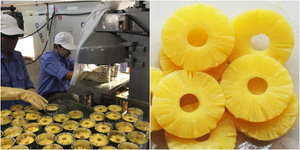 Dứa tươi trong một xi-rô Lite cho nước tắm đóng hộp/đóng hộp Dứa Made <span class=keywords><strong>in</strong></span> Việt Nam/ms. Lima - Product Image 3