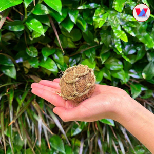 Juguete masticable biodegradable de fibra de coco, esfera de cáscara natural para gatos, para limpieza de dientes y alivio del estrés, ¡muy vendido! - Product Image 1