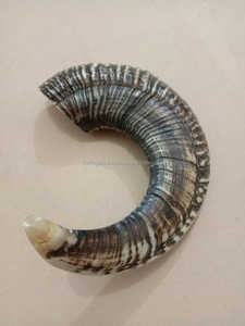 Handcrafted Half-Polished Ram Shofar Horn Musical Anti-Odor Spray Decorative Functional Jewish <b>Gift</b> for <b>Men</b> from India <b>SALE</b> - Product Image 6