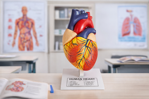 Modèle d'anatomie cardiaque humaine en métal 3D pour l'enseignement médical, modèle de cœur humain en métal 3D à poser sur table, 3 pièces, pour les écoles et les professionnels de la santé - Product Image 3