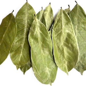 Poudre de feuilles de corossol biologique de qualité A, matière première en vrac avec emballage OEM, marque privée et certification COA disponibles - Product Image 1