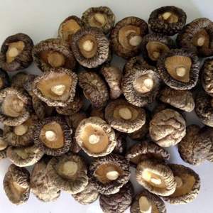 CHAMPIGNONS SHIITAKE ENTIERS SÉCHÉS EN VRAC DE HAUTE QUALITÉ VENTE EN GROS - Product Image 1