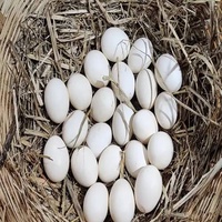 Œufs d'autruche frais et poussins à élever à vendre – Types d'œufs conservés et blancs disponibles