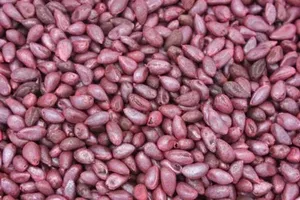 Graines de coton à haut rendement pour l'agriculture avec une durée de conservation de 12 mois - Product Image 2