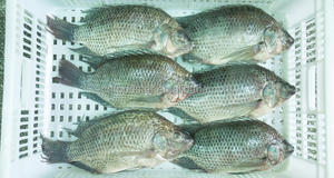 ปลาทิลาเปียแช่แข็งคุณภาพสูง ขายส่งจำนวนมาก <span class=keywords><strong>ราคา</strong></span>โรงงาน - Product Image 4