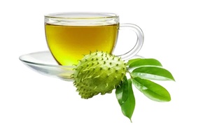 Fabricante de Hojas de Guayaba Secas, Té de Hierbas Naturales 100% de Calidad Premium - Product Image 4