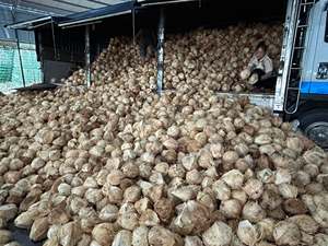 มะพร้าวสดแบบแกะเปลือกครึ่งลูก (WA +84914319488) - Product Image 5