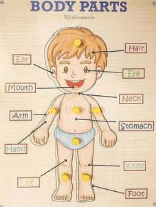 แผ่นไม้ฝึกทักษะรูปทรงร่างกายมนุษย์สำหรับเด็ก ของเล่นเสริมพัฒนาการเรียนรู้ชิ้นส่วนร่างกาย ราคาขายส่งจากโรงงาน - Product Image 6