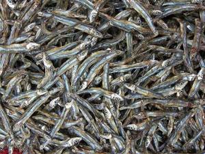 Anchois Séchés IQF Écologiques de Qualité Supérieure, Meilleure Vente, Riches en Protéines, Idéaux pour Soupes et Bouillons, Grade A pour l'Exportation - Product Image 3