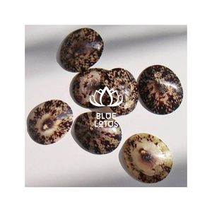 Concha de Limpet MÁS VENDIDA para Decoración del Hogar y Manualidades con Forma Única, Superficie Limpia y Hermoso Estilo Costero - Product Image 1