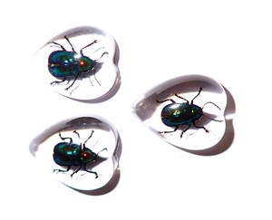 Escarabajo de Hoja Brillante, Espécimen Real, Cabujón de Plástico en Forma de Corazón 17x21 mm, Base Plana Transparente para Manualidades y Joyería - Product Image 5
