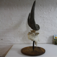 Découvrez notre tête décorative Ethical Skulls Long Horn avec de longues cornes naturelles idéales pour les parcs à thème safari et la décoration intérieure