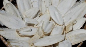 กระดูกปลาหมึกคุณภาพส่งออก ขนาด 3-9 ซม. ผู้ผลิตและผู้ส่งออกสำหรับนกและสัตว์เลี้ยงแปลกใหม่ ขนาด 25 ซม. ขึ้นไป 29 ซม. - Product Image 4