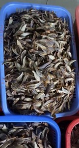 [BEST SELLER] Blue Lotus Farm Dried Murex Operculum Seashell Raw Material for Perfume Extract Incense Fragrance Wholesale Supply - Product Image 2