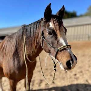 Nuevo Lote al por Mayor de Cabestros de Nylon para Caballos con Cuerda y Correa para Montar y Carreras, con Servicio OEM - Product Image 4