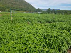 Quantité minimale de commande 1 MT haute qualité 1% Andrographolide KMP marque thaïlande cultivé Andrographis Paniculata extrait de plantes en poudre sauvage cultivé - Product Image 2