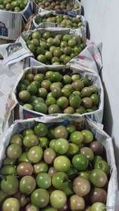 เยื่อเสาวรสแช่แข็งพร้อมเมล็ดดำเนินการอย่างระมัดระวังจากผลไม้สุกสดเพื่อการส่งออก99ทองข้อมูล - Product Image 3