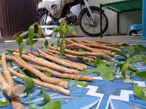 Bâtonnets naturels de miswak pour le nettoyage des dents, soin buccal quotidien, outil traditionnel de nettoyage dentaire à base de plantes pour une haleine fraîche - Product Image 5