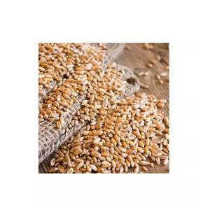 Approvisionnement en gros de blé dur biologique séché de qualité supérieure, qualité alimentaire, produit le plus vendu, stock prêt à l'emploi, exportation - Product Image 2