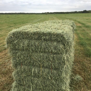Fournisseur en gros de foin d'alfalfa, alimentation animale de qualité supérieure, livraison rapide pour un bétail robuste et sain (vaches, chèvres, chevaux) - Product Image 1