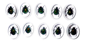 Escarabajo Colorido, Espécimen Real, Cabujón de Plástico Ovalado 31x41 mm, Base Plana Transparente, Marca NA Moderna para Manualidades y Joyería - Product Image 6