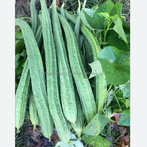 Courge de montagne fraîche de qualité supérieure, légume biologique, approvisionnement direct de la ferme, qualité export, courge de montagne verte du Bangladesh, Agro - Product Image 6