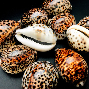 <b>Large</b> Polished Natural Leopard Cowrie Seashell Glossy Spotted Porcelain Shell Home Decor Table Ornament Supplier - Macy - Product Image 5