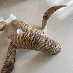 Shofar Kosher Premium Hecho en Israel, Cuerno de Búfalo, Hecho a Mano, Ecológico, Artesanía Atemporal para Tocar Diariamente - Product Image 4