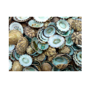 Concha de Limpet Verde Natural Ecológica para Acuarios, Manualidades, Joyería y Decoración del Hogar con Temática Costera - Product Image 4