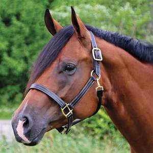 Cuerda de Caballo Estilo Inglés, Arnés de Cuero Premium para Jaula, Equipo Ecuestre con Tapón Elegante para Entrenamiento de Caballos - Product Image 5